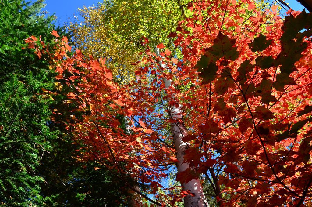 Motel Le Fleuron Saint-Donat-de-Montcalm Luaran gambar